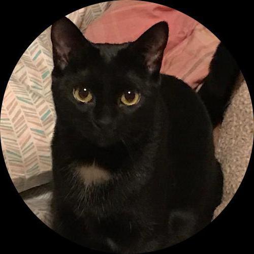Sweetly.cat: Coraline (New Hampshire, United States of America)