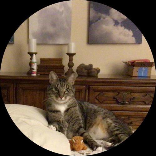 Sweetly.cat: Diesel (South Florida, United States of America)