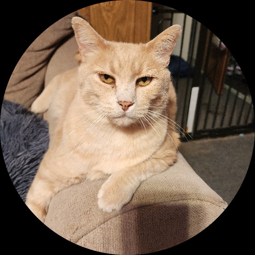 Sweetly.cat: Jasper (Cullman, United States of America)