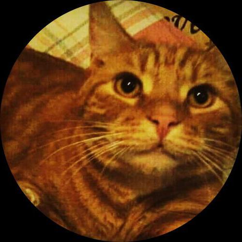 Sweetly.cat: Jazz (Tyneside, United Kingdom)