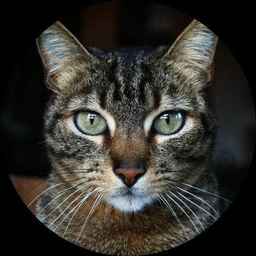 Sweetly.cat: tiger (california, United States of America)