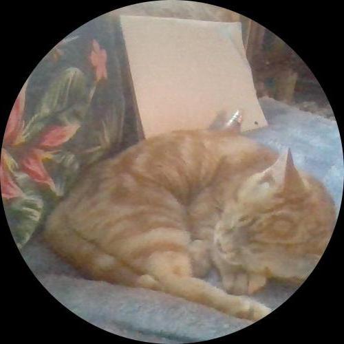 Sweetly.cat: Ginger (Canada)