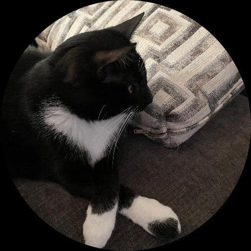 Sweetly.cat: Oreo (North Carolina, United States of America)