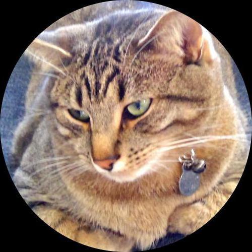 Sweetly.cat: KING MAVERICK (USA, United States of America)