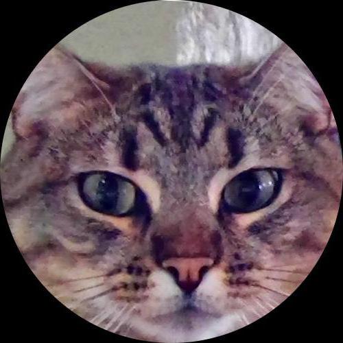 Sweetly.cat: QUEEN MIA (USA, United States of America)