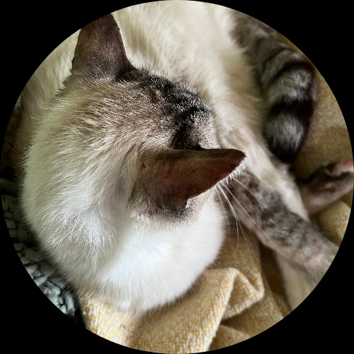 Sweetly.cat: Romeo (california, United States of America)