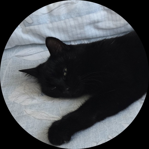 Sweetly.cat: Suki (United Kingdom)