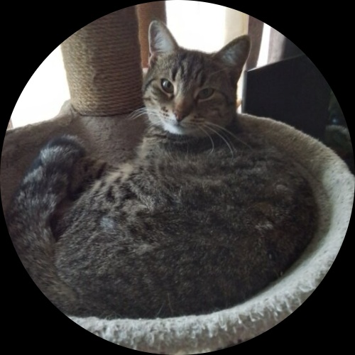 Sweetly.cat: Jasper (Canada, Canada)