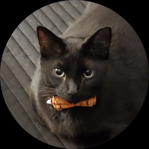 Sweetly.cat: Bagheera (United States of America)