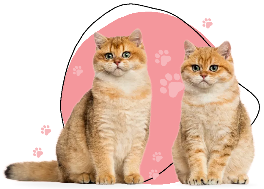 Sweetly.cat: How smart is your cat?